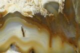 Polished Newman Opal Slab - Western Australia #96278-1